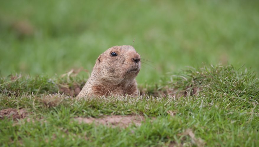 Small gopher popping his head out from underground Small gopher popping his head out from underground