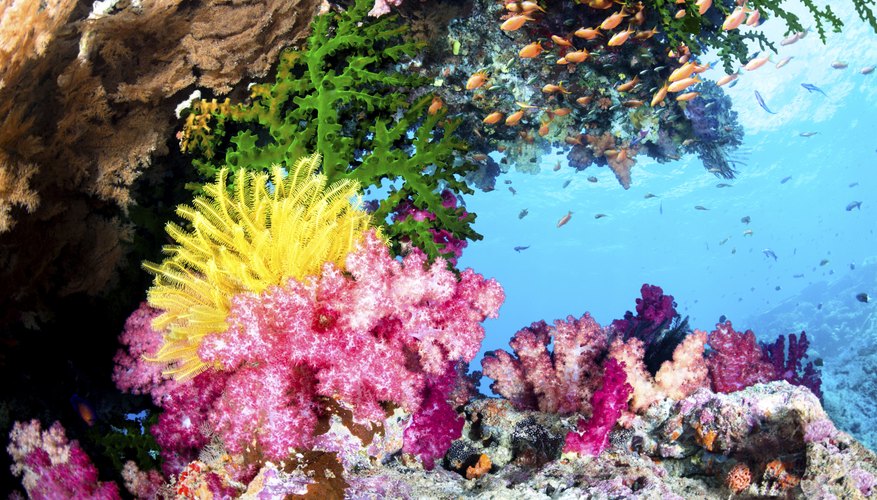 What Are Marine Plants And Animals