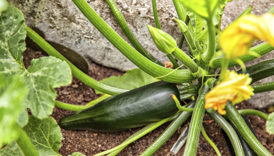 A young zucchini on the vine is ready for picking. A young zucchini on the vine is ready for picking.