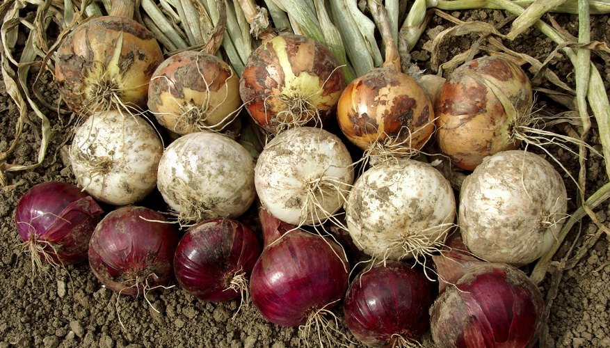 Bulb onions include yellow, white and red varieties. Bulb onions include yellow, white and red varieties.