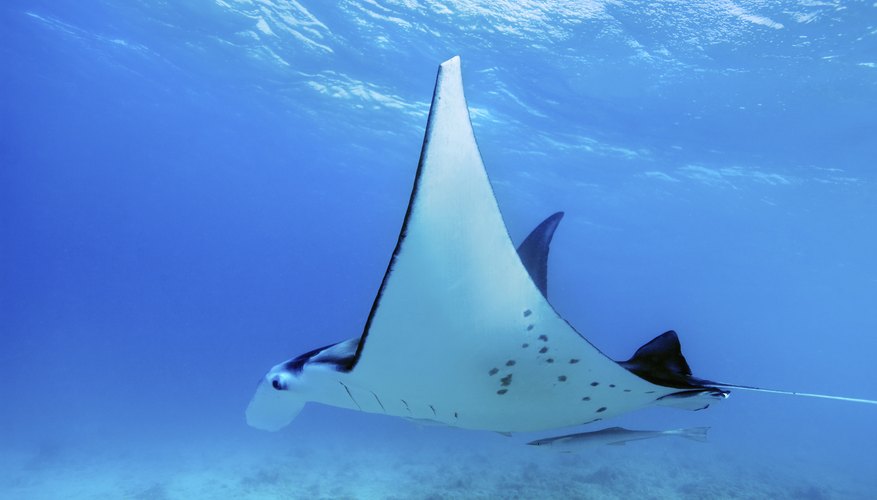 oceanic manta ray