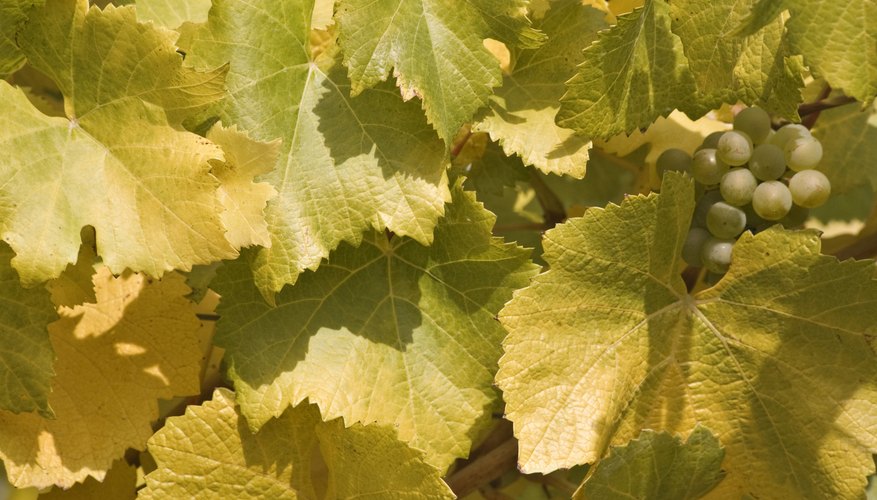 Close-up of yellow grapevines. Close-up of yellow grapevines.