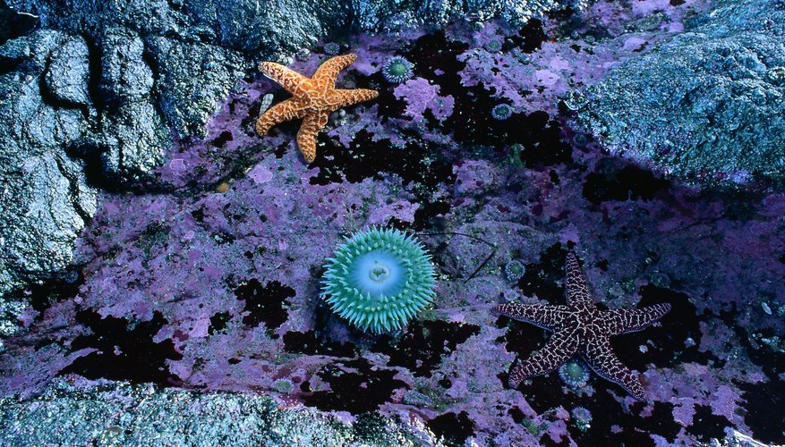 Tide pools frequently provide homes for sea stars and anemones. Tide pools frequently provide homes for sea stars and anemones.