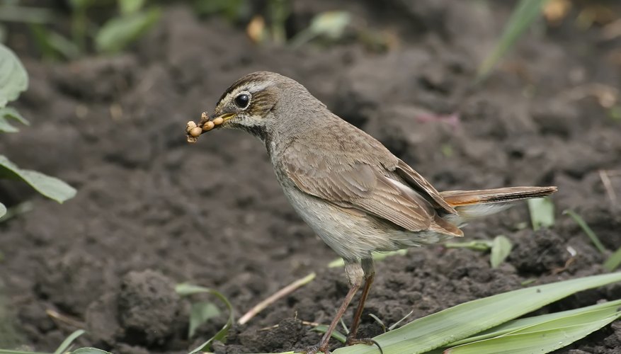 Birds catch other insects and protect ants. Birds catch other insects and protect ants.