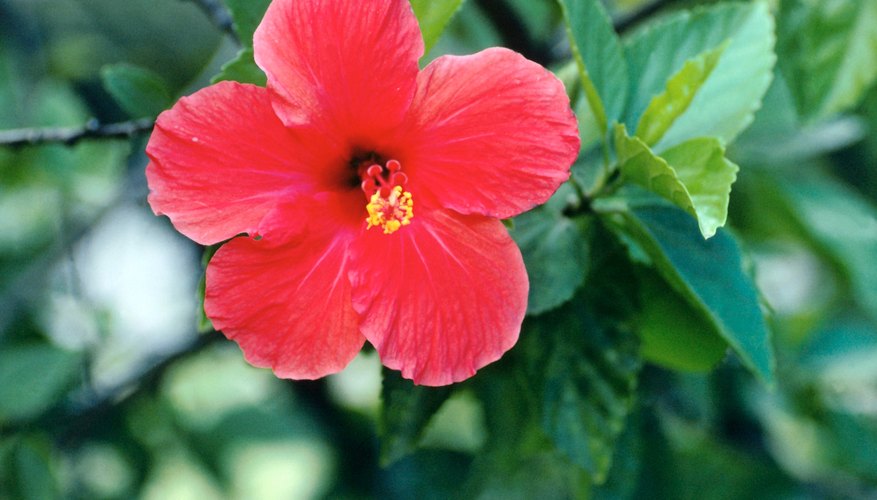 Rose of Sharon is of the family Malvaceae Rose of Sharon is of the family Malvaceae
