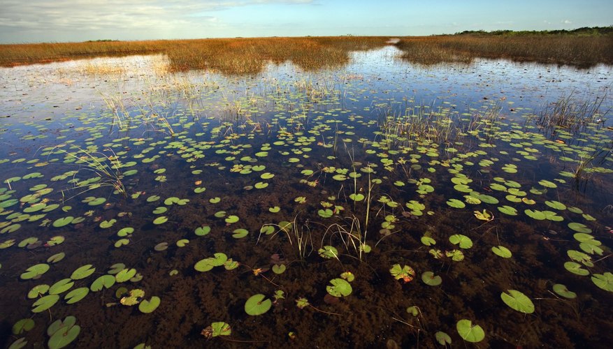 examples-of-natural-ecosystems-sciencing