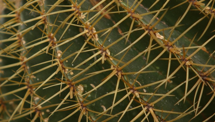 True cacti have spines, but firesticks have smooth stems. True cacti have spines, but firesticks have smooth stems.