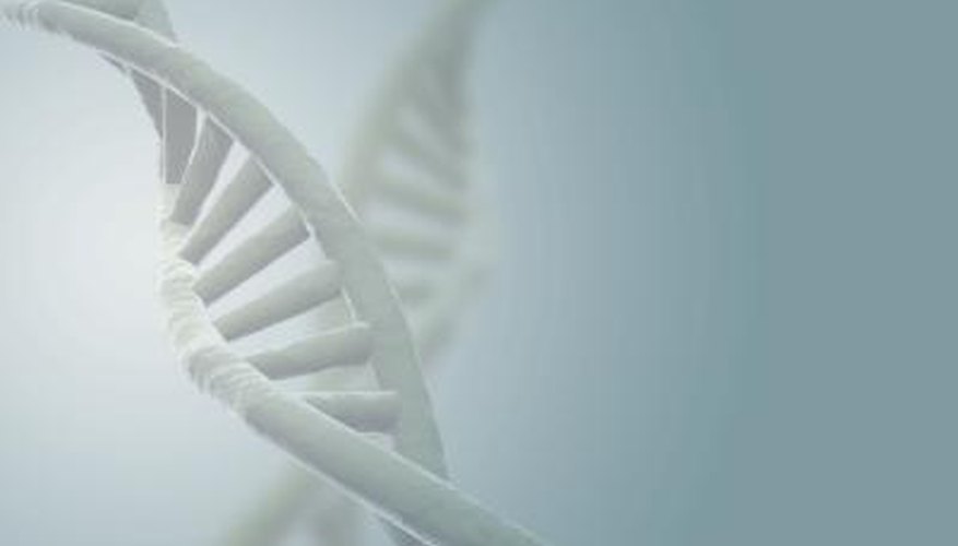 Genes are segments of DNA that determine which proteins a cell will manufacture. Genes are segments of DNA that determine which proteins a cell will manufacture.
