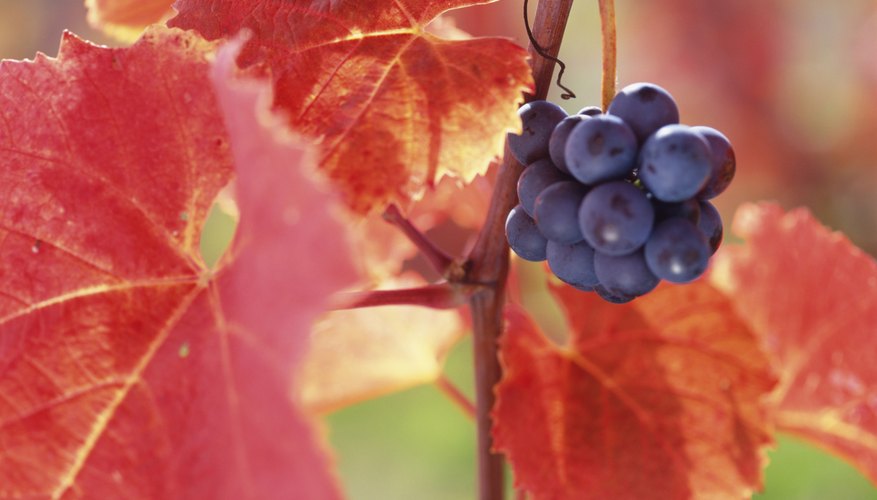 Close-up red grapevine leaves. Close-up red grapevine leaves.