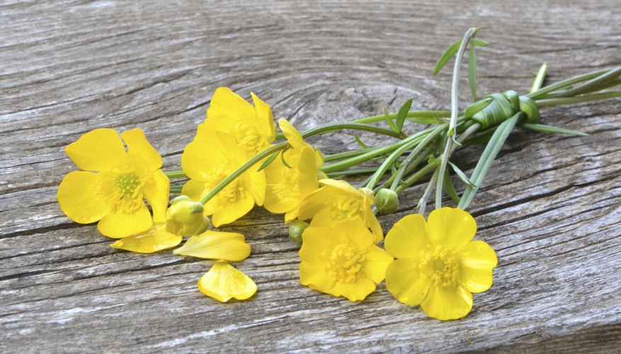 A bunch of yellow flowers on wood. A bunch of yellow flowers on wood.