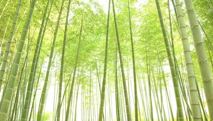 Bamboo is actually a grass that can grow to tree-sized proportions. Bamboo is actually a grass that can grow to tree-sized proportions.