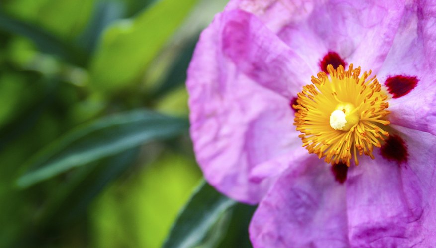 Red-spotted flowers grace the purple rockrose in spring. Red-spotted flowers grace the purple rockrose in spring.