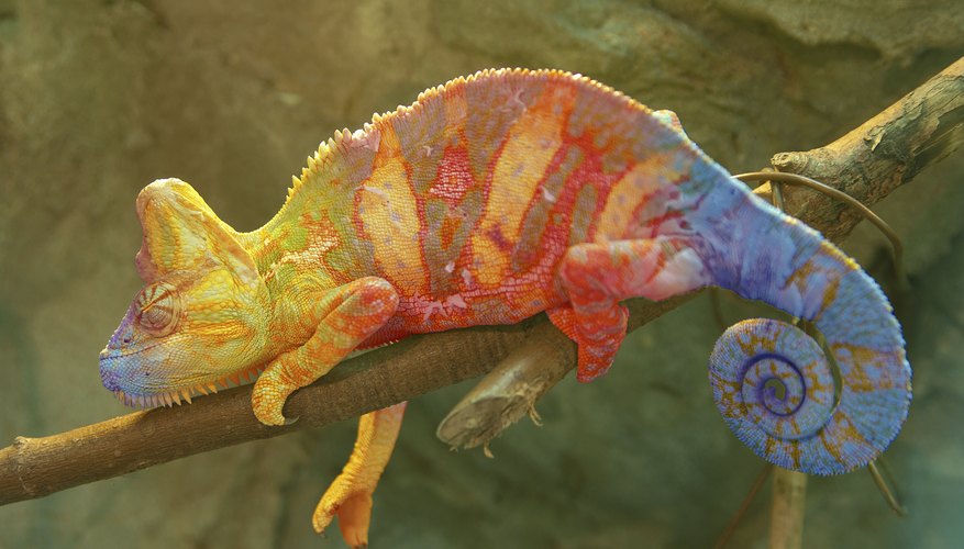 Chameleons change colors when attracting females. Chameleons change colors when attracting females.