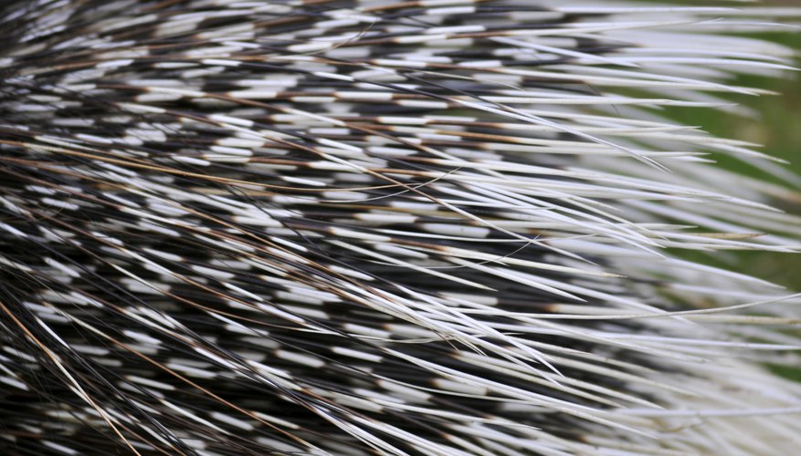 Porcupine quills Porcupine quills
