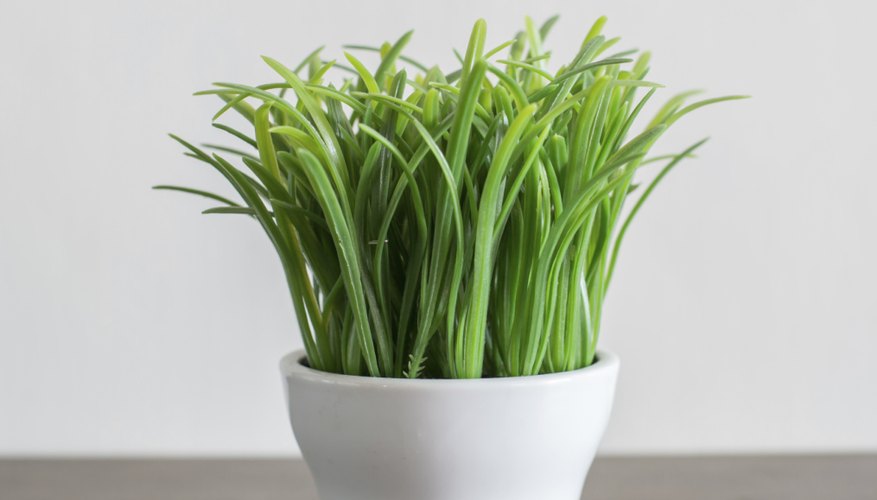 For a year-round touch of spring, start grass seeds in indoor containers every two weeks. For a year-round touch of spring, start grass seeds in indoor containers every two weeks.