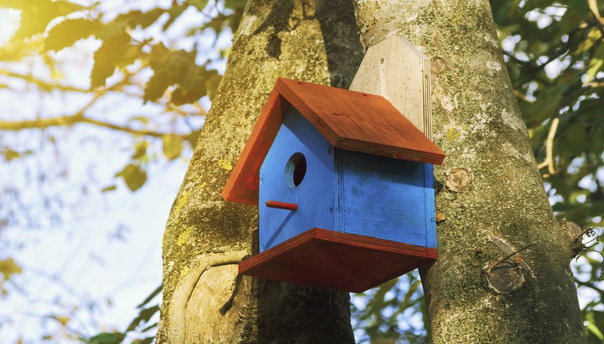 when-do-you-clean-out-bluebird-houses-sciencing