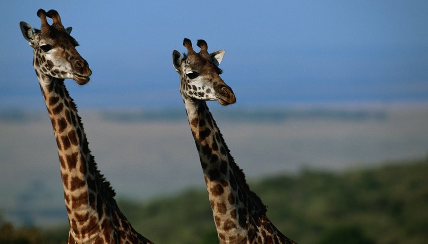 Giraffes are well-equipped for survival. Giraffes are well-equipped for survival.