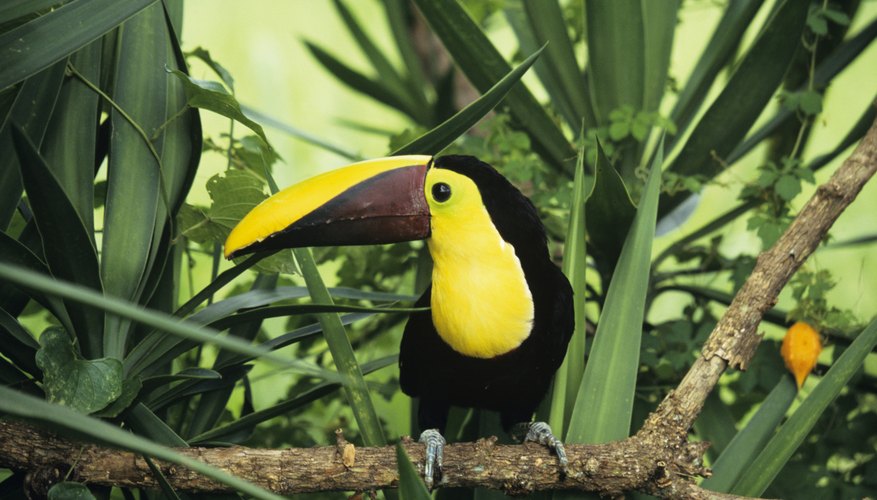 How Do Plants Animals Adapt To The Rainforest Sciencing