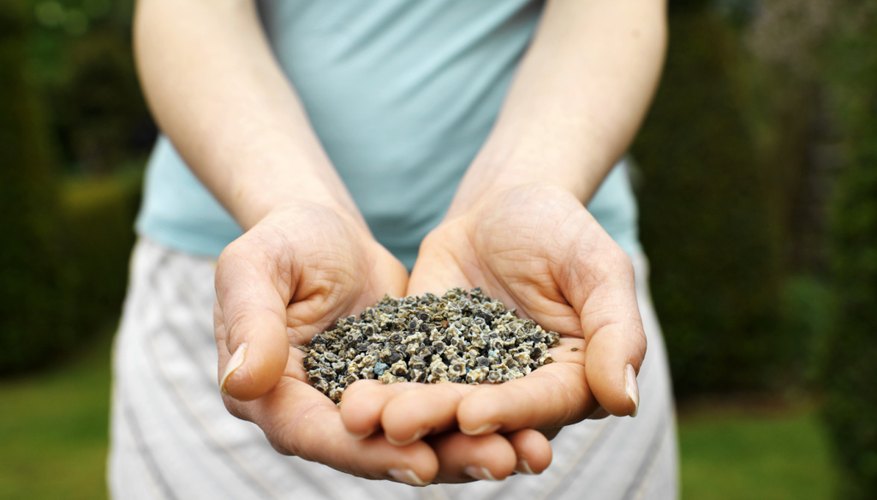 Close-up of woman holding handful of seeds. Close-up of woman holding handful of seeds.