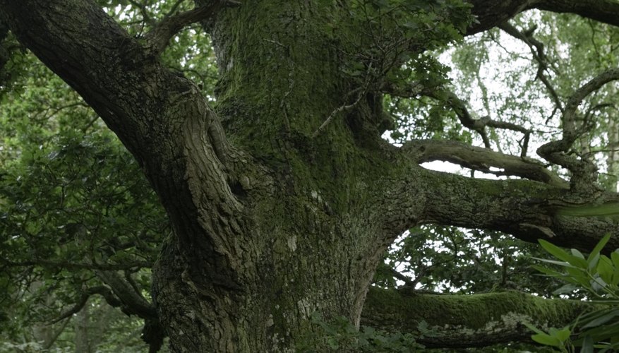 Bees, wasps and butterflies are attracted to the fermented sap that weeps from infected oak trees. Bees, wasps and butterflies are attracted to the fermented sap that weeps from infected oak trees.