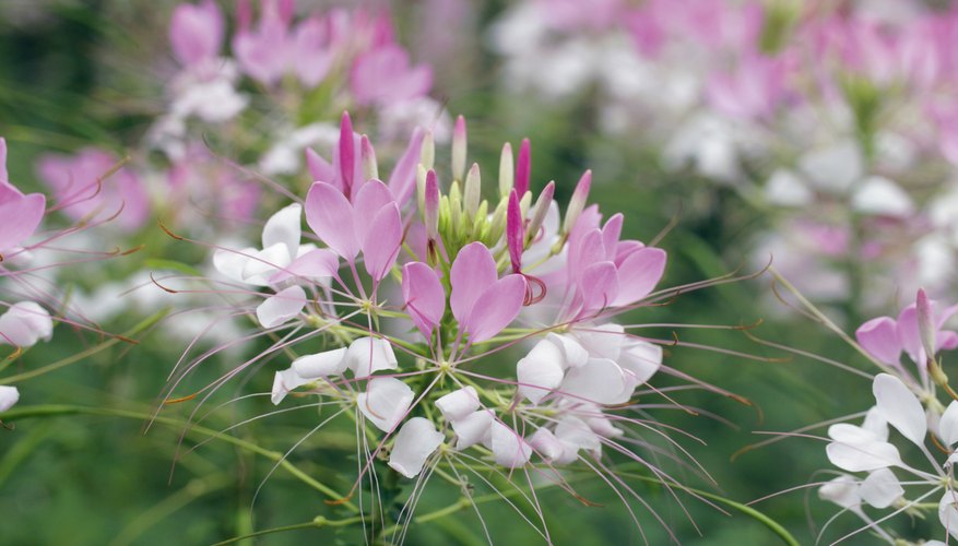 Flowering cleome hassleriana Flowering cleome hassleriana