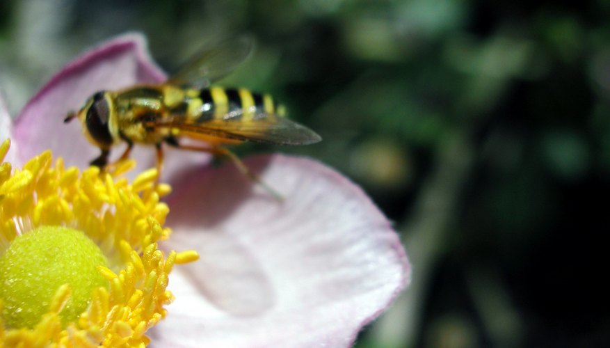 A wasp pollinates a flower. A wasp pollinates a flower.