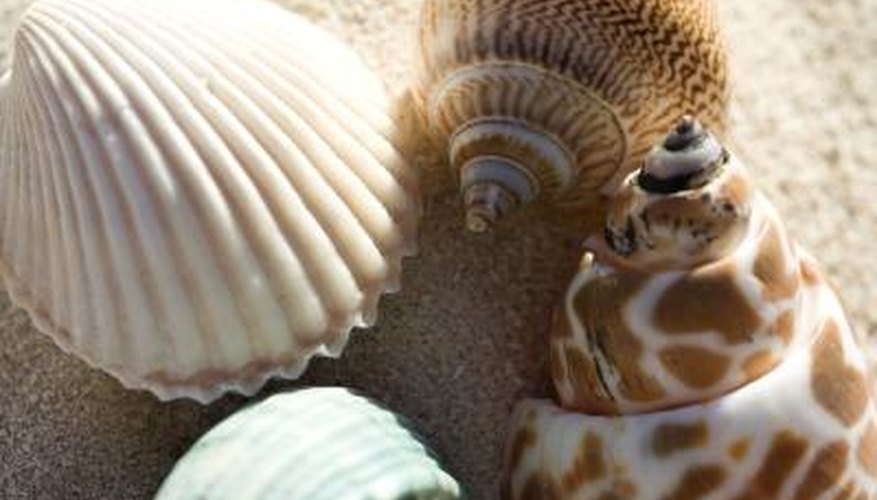 Seashells can be your path to profitability. Seashells can be your path to profitability.
