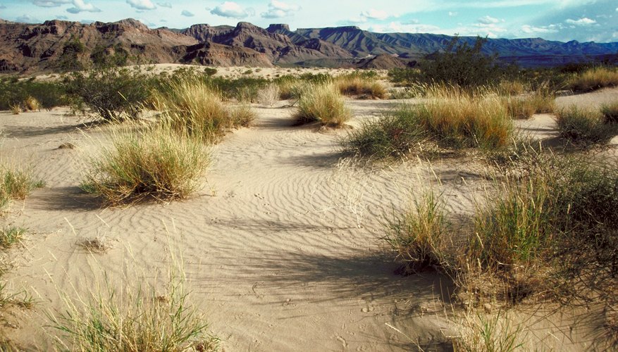 Temperate woodland and shrubland Temperate woodland and shrubland