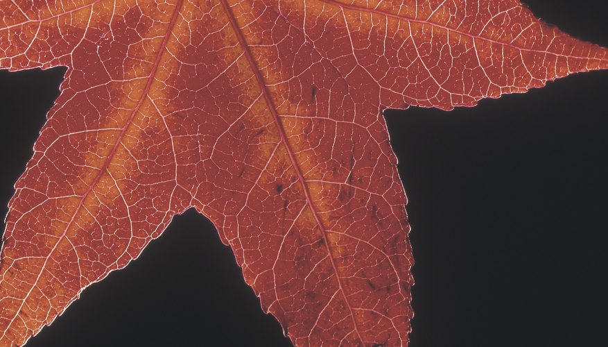 Lobed leaves have clefts or lobes along their edges. Lobed leaves have clefts or lobes along their edges.