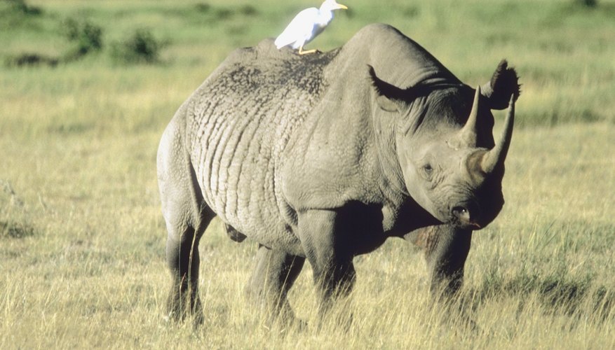 Accentuate the tusk on your rhinoceros mask craft. Accentuate the tusk on your rhinoceros mask craft.