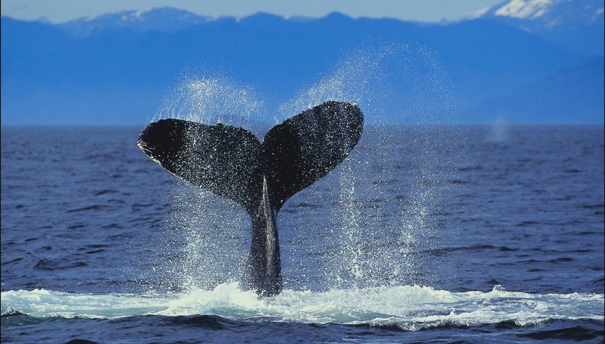 Sperm whales will dive thousands of meters to hunt deep-water prey. Sperm whales will dive thousands of meters to hunt deep-water prey.