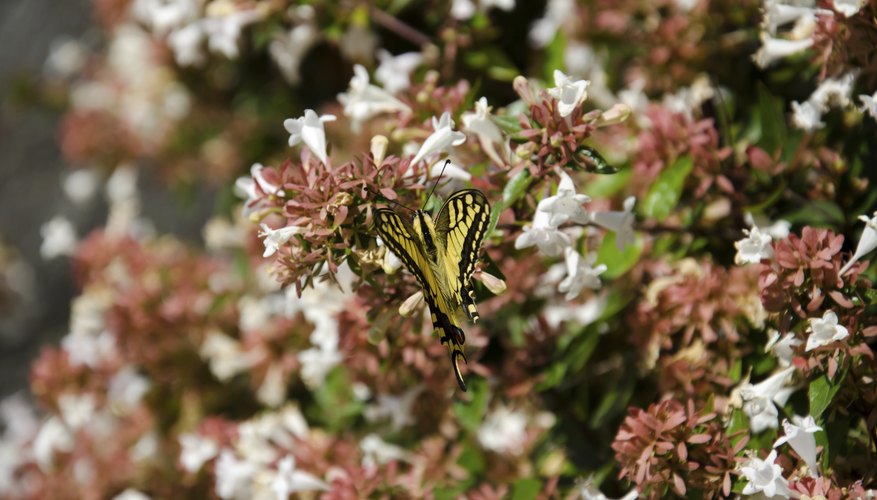 A butterfly landing on a thick wall of abelia flowers. A butterfly landing on a thick wall of abelia flowers.