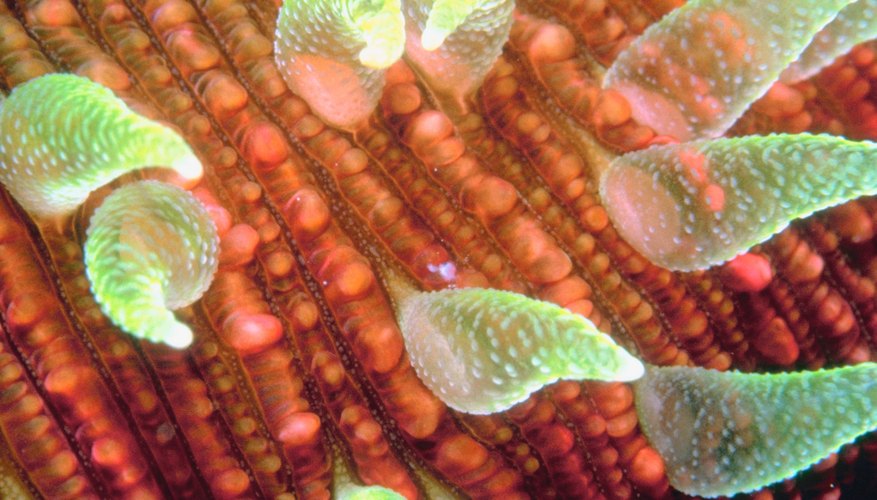 Underwater organisms Underwater organisms