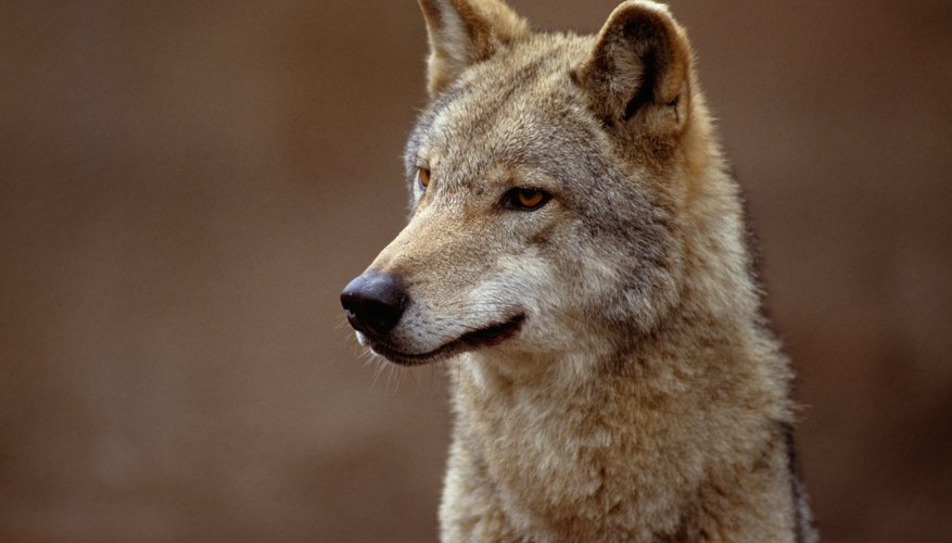 Coyotes Coyotes