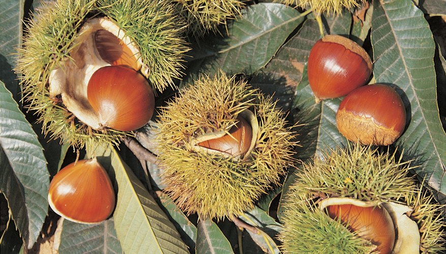 Close-up of chestnuts fallen from tree. Close-up of chestnuts fallen from tree.