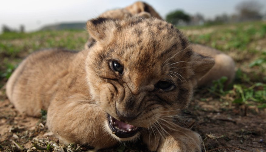 Information on Baby Lions | Sciencing