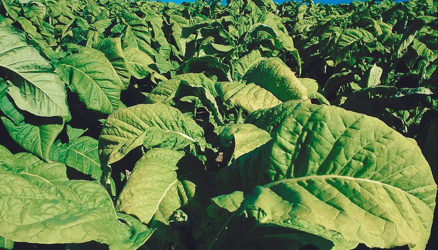 Tobacco is the chief ingredient in Swisher Sweets. Tobacco is the chief ingredient in Swisher Sweets.
