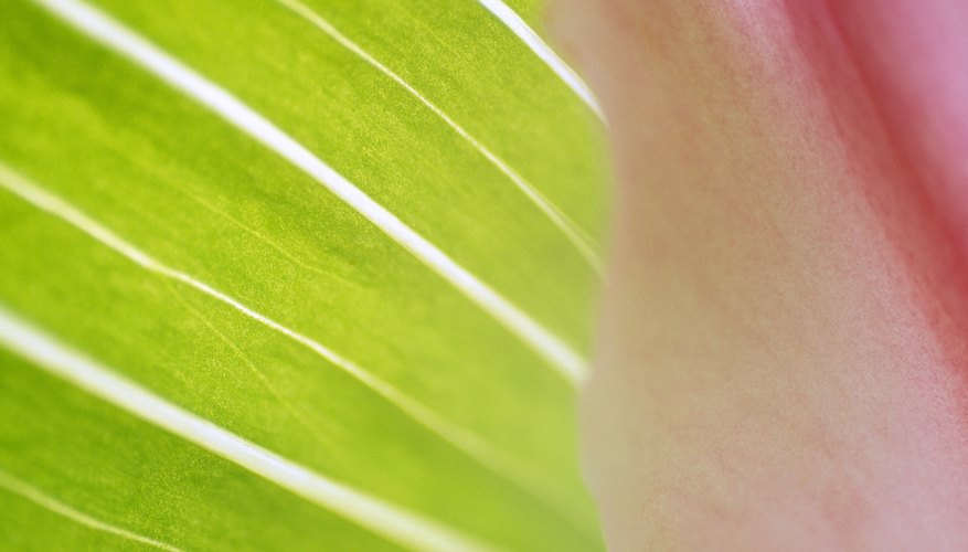 Close up of rose leaf. Close up of rose leaf.
