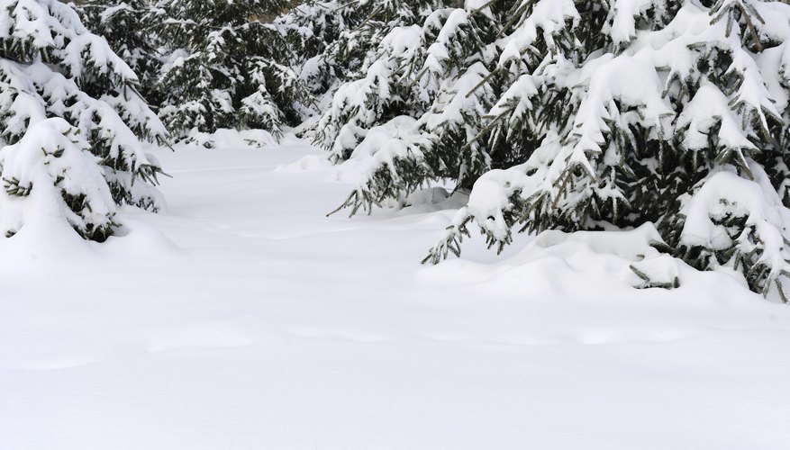 Evergreens in a snow covered backyard. Evergreens in a snow covered backyard.