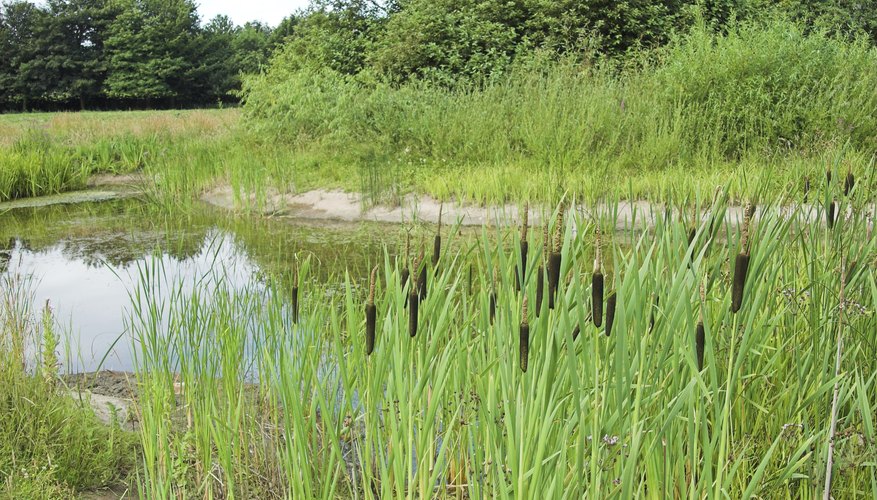 Small pond surrounded by grass Small pond surrounded by grass