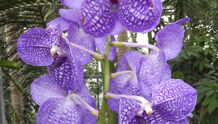 purple mokara orchids purple mokara orchids