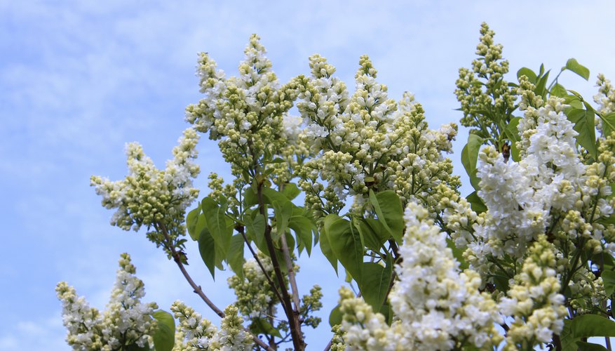 Japanese white lilac tree Japanese white lilac tree