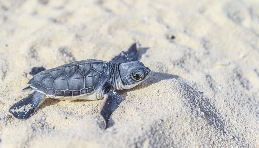 Baby turtle on sand Baby turtle on sand