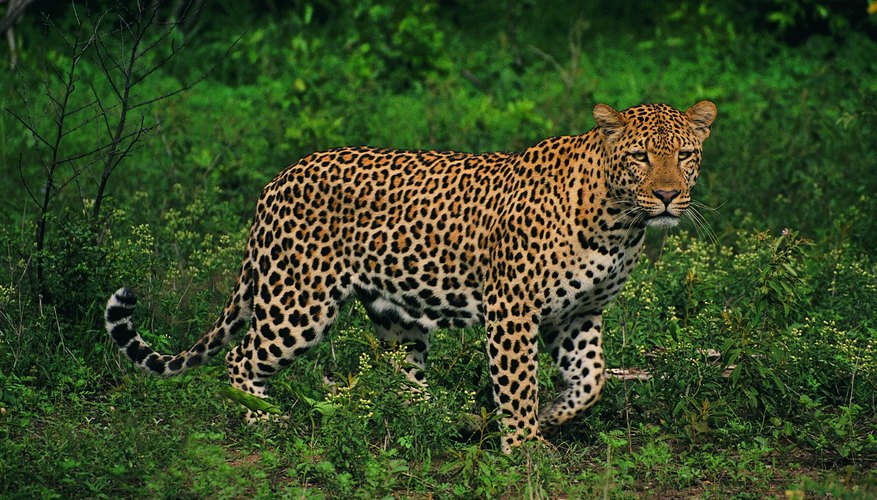 Photo Credit: Digital Vision./Digital Vision/Getty Images Does your leopard look like this?