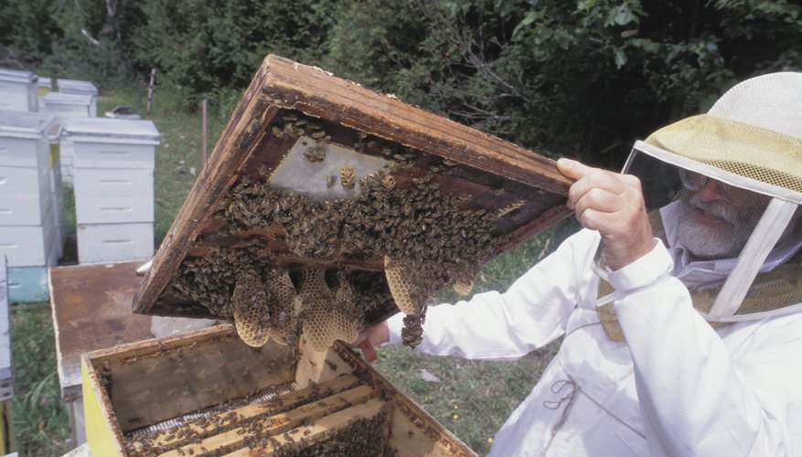 Beeswax can also be used as a resist when etching metals. Beeswax can also be used as a resist when etching metals.
