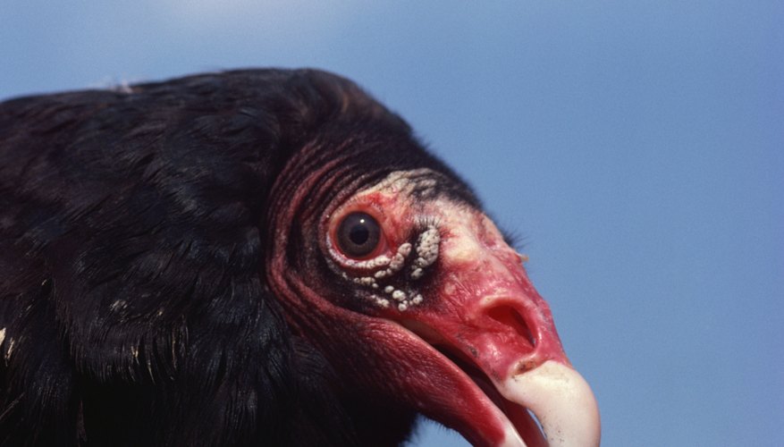 Humanely disturbing a turkey-vulture roost for a few nights may persuade the birds to vacate. Humanely disturbing a turkey-vulture roost for a few nights may persuade the birds to vacate.