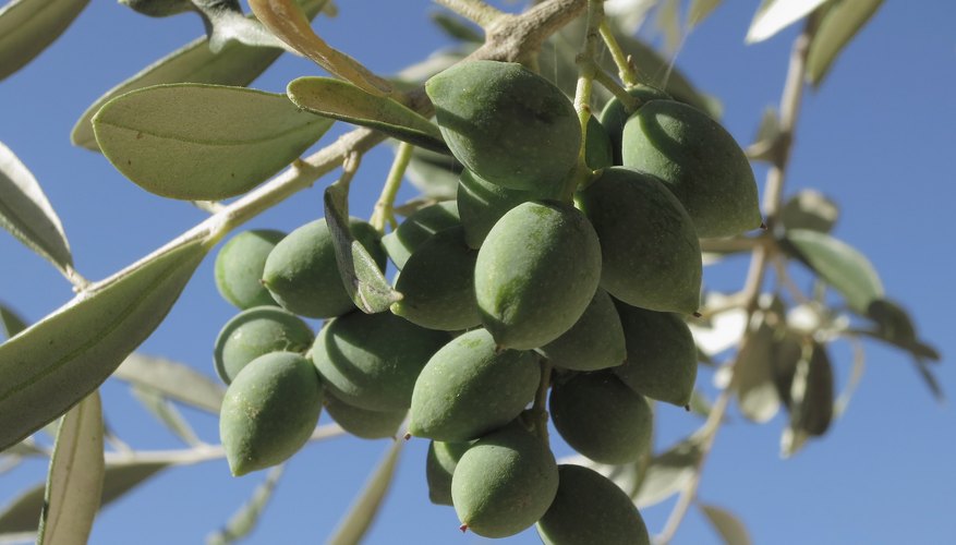 Olive oil was an important beauty product in ancient Greece. Olive oil was an important beauty product in ancient Greece.