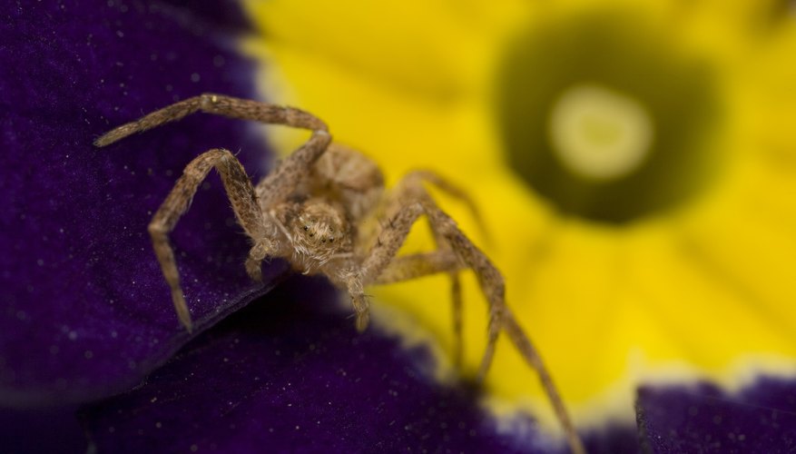the bite of a sac spider can be very painful the bite of a sac spider can be very painful