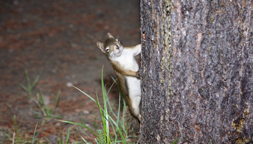 squirrel behind tree squirrel behind tree