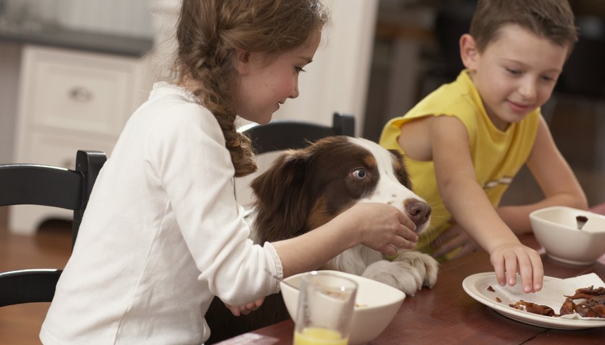 Animals eat their food and turn it into energy. Animals eat their food and turn it into energy.